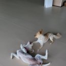 큰댕댕 개치원 이미지