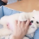 아이러브 독 이미지
