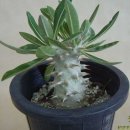 파키포디움(Pachypodium)속 : 협죽도과 식물 바로알기.. 이미지