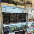 노원-공릉-3182 | 서울식물샵 노원 공릉역 꽃집 그래시룸 플랜트샵 방문후기 서울화분 아스파라거스 미리오클라두스 관리법