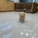 면목동-107 | 면목동강아지분양 책임감을 갖고