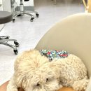 유자네 댕댕이 이미지