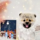 가장아름답개 이미지