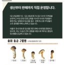 송이만찬 | 1등급 송이버섯 내돈내산 후기! &lt;봉화임협&gt; 두 번째 구매 대만족! feat.송이 먹는 방법