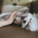 지중해 전이야기 이미지