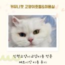 커뮤니캣 고양이 호텔&미용실 | 인천고양이교감미용 전문 페르시안 미용 후기