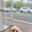 봉 그루밍 이미지