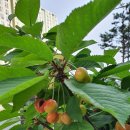 체리펜션 이미지