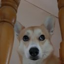 구룡령황토펜션 이미지