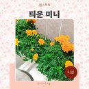 가정용 수경재배기 엘지 LG 틔운 미니 수경재배 키트 후기