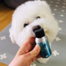 루루강아지 이미지