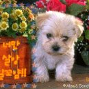 예뿐강아지 이미지