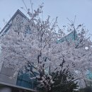 오븐 | 상봉피자 가성비 좋은 세트메뉴 콘크리트오븐 후기