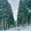 숲쟁이협동조합 | 한해 완주하느라 수고한 당신에게, 공기마을 편백나무 숲