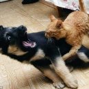 댕댕이# 이미지