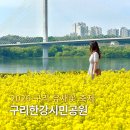 강변시민공원 공도교 벤치 옆 | 2026 구리 유채꽃 축제 구리한강시민공원 서울 근교 유채꽃 명소