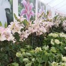 세종로237번길 이미지