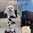 성남유치원 | [더펫라운지] 성남시최대규모 강아지 프리미엄 호텔 유치원에서 첫 미용 후기