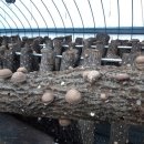 신석농장 이미지