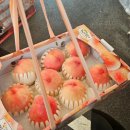 복숭아쉼터 | [세종 복숭아축제] 복숭아 축제 냉방쉼터 위치 정보 방문후기 복숭아 판매 위치