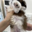 도그 인 시티 네이버블로그