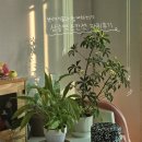 지축세탁소 | 힐스테이트삼송역스칸센 실거주 후기 3편 - 자취하며 느낀 장단점 (옵션, 빌런, 방음, 벌레 등)