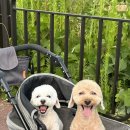김쌤펫살롱 | 여름맞이 강쥐 미용!🐶🐶