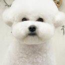 츄츄살롱 이미지