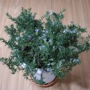 로즈마리 화원 이미지