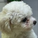 내돈내산 클린코트 4개월사용후기