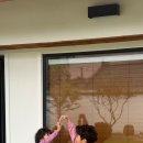 석류애견 이미지