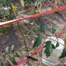 기쁨이네농장 이미지