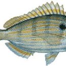 - 핀피쉬 Pinfish 이미지