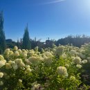 제주블랑 | 제주 식물원 마노르블랑 후기