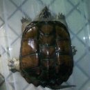 마들역(7호선) 이미지