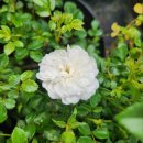 화이트 페어리 이미지