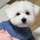 쵸코네묭실 이미지