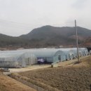 조현덕농장 네이버블로그