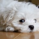 뽀시래기 이미지