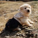 애견코리아 이미지