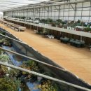 이하영농장 이미지