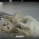 코리안복싱센터 이미지