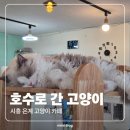 호수로 | 시흥 은계 호수로 간 고양이 카페