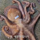 형제문어 이미지