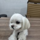 이끌림동물병원