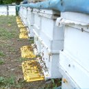 유밀농장 이미지