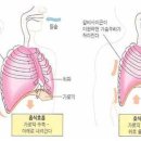 호흡의 생리학적 원리﻿ 이미지