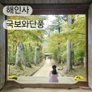 문화한바퀴(백두산 호랭이) | 가야산 합천 해인사 팔만대장경 예약 단풍 실시간 뚜벅이여행 버스 정보