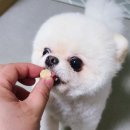 나인페츠 이미지