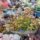 꽃그리고 | 졸업식 꽃다발, 왜관꽃집 다육그리고꽃에서 준비한 후기